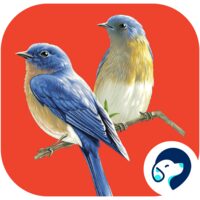 Pasari