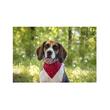 ZGARDA PENTRU CAINI FLAMINGO ROSIE CU BANDANA 22-35CM