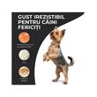 VIVO HRANA USCATA SUPER PREMIUM PENTRU CAINI ADULTI DE TALIE MINI/MICA HYPOALLERGENIC CU SOMON 10KG