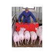 PANOU INDRUMATOR PENTRU PORCINE KERBL ROSU 126X76CM